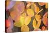 Fall Leaves 002-Tom Quartermaine-Stretched Canvas