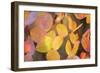 Fall Leaves 002-Tom Quartermaine-Framed Giclee Print