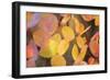 Fall Leaves 002-Tom Quartermaine-Framed Giclee Print