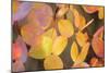 Fall Leaves 002-Tom Quartermaine-Mounted Giclee Print