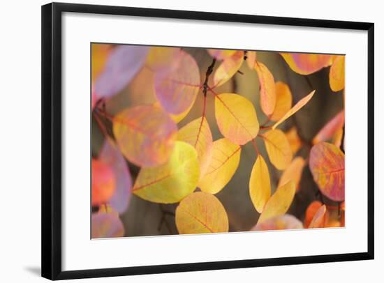 Fall Leaves 002-Tom Quartermaine-Framed Giclee Print