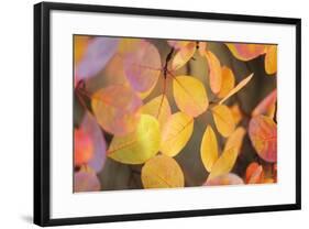 Fall Leaves 002-Tom Quartermaine-Framed Giclee Print
