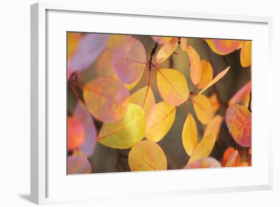 Fall Leaves 002-Tom Quartermaine-Framed Giclee Print