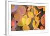 Fall Leaves 002-Tom Quartermaine-Framed Giclee Print