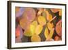 Fall Leaves 002-Tom Quartermaine-Framed Giclee Print