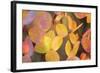 Fall Leaves 002-Tom Quartermaine-Framed Giclee Print