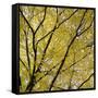 Fall Leaves 003-Tom Quartermaine-Framed Stretched Canvas