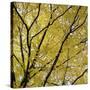 Fall Leaves 003-Tom Quartermaine-Stretched Canvas