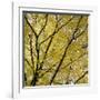 Fall Leaves 003-Tom Quartermaine-Framed Giclee Print