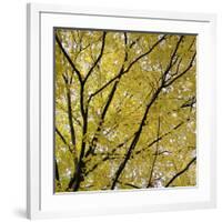 Fall Leaves 003-Tom Quartermaine-Framed Giclee Print