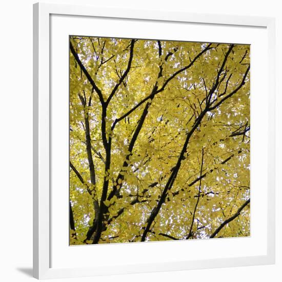 Fall Leaves 003-Tom Quartermaine-Framed Giclee Print