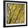 Fall Leaves 003-Tom Quartermaine-Framed Giclee Print