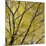 Fall Leaves 003-Tom Quartermaine-Mounted Giclee Print