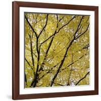 Fall Leaves 003-Tom Quartermaine-Framed Giclee Print