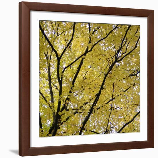 Fall Leaves 003-Tom Quartermaine-Framed Giclee Print