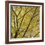 Fall Leaves 003-Tom Quartermaine-Framed Giclee Print