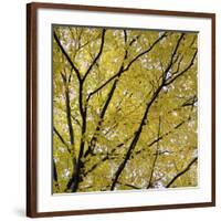 Fall Leaves 003-Tom Quartermaine-Framed Giclee Print