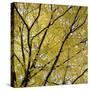 Fall Leaves 003-Tom Quartermaine-Stretched Canvas