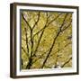 Fall Leaves 003-Tom Quartermaine-Framed Giclee Print