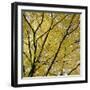Fall Leaves 003-Tom Quartermaine-Framed Giclee Print