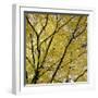 Fall Leaves 003-Tom Quartermaine-Framed Giclee Print