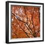 Fall Leaves 004-Tom Quartermaine-Framed Giclee Print