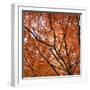 Fall Leaves 004-Tom Quartermaine-Framed Giclee Print