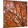 Fall Leaves 004-Tom Quartermaine-Mounted Giclee Print