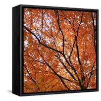 Fall Leaves 004-Tom Quartermaine-Framed Stretched Canvas