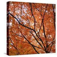 Fall Leaves 004-Tom Quartermaine-Stretched Canvas