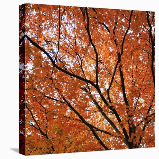 Fall Leaves 004-Tom Quartermaine-Stretched Canvas