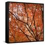 Fall Leaves 004-Tom Quartermaine-Framed Stretched Canvas