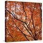 Fall Leaves 004-Tom Quartermaine-Stretched Canvas