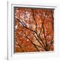 Fall Leaves 004-Tom Quartermaine-Framed Giclee Print