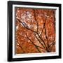 Fall Leaves 004-Tom Quartermaine-Framed Giclee Print