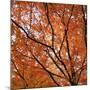 Fall Leaves 004-Tom Quartermaine-Mounted Giclee Print