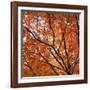 Fall Leaves 004-Tom Quartermaine-Framed Giclee Print