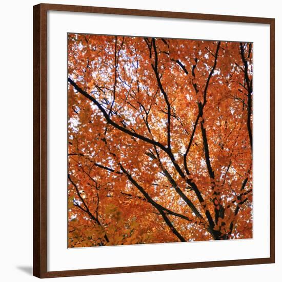 Fall Leaves 004-Tom Quartermaine-Framed Giclee Print