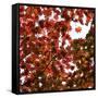 Fall Leaves 005-Tom Quartermaine-Framed Stretched Canvas