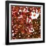 Fall Leaves 005-Tom Quartermaine-Framed Giclee Print
