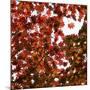 Fall Leaves 005-Tom Quartermaine-Mounted Giclee Print