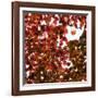 Fall Leaves 005-Tom Quartermaine-Framed Giclee Print