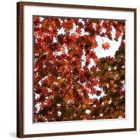 Fall Leaves 005-Tom Quartermaine-Framed Giclee Print
