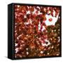 Fall Leaves 005-Tom Quartermaine-Framed Stretched Canvas