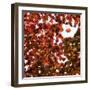 Fall Leaves 005-Tom Quartermaine-Framed Giclee Print