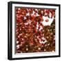 Fall Leaves 005-Tom Quartermaine-Framed Giclee Print