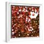 Fall Leaves 005-Tom Quartermaine-Framed Giclee Print