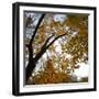 Fall Leaves 006-Tom Quartermaine-Framed Giclee Print