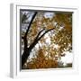 Fall Leaves 006-Tom Quartermaine-Framed Giclee Print