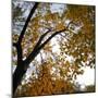 Fall Leaves 006-Tom Quartermaine-Mounted Giclee Print